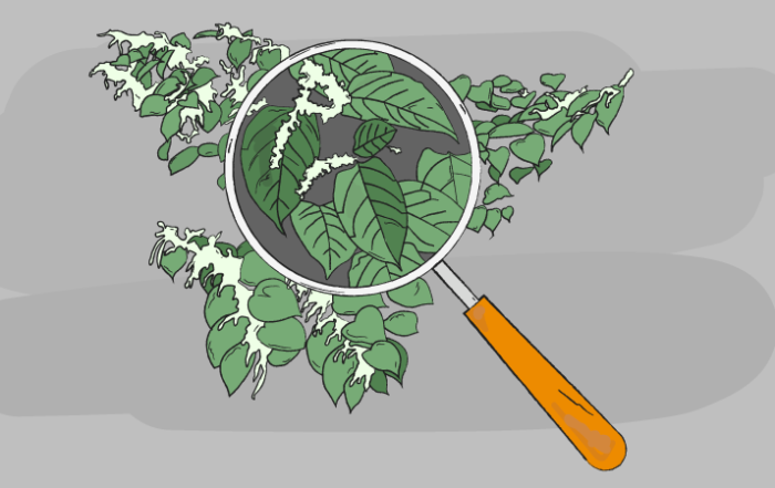 Tips for spotting Japanese knotweed in your garden